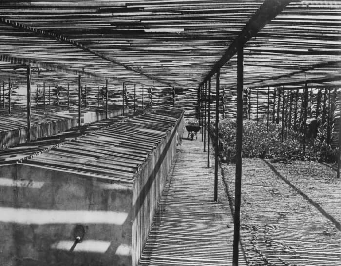 Historic cocoa plantations — colonial cocoa landscape, heritage plantation visits