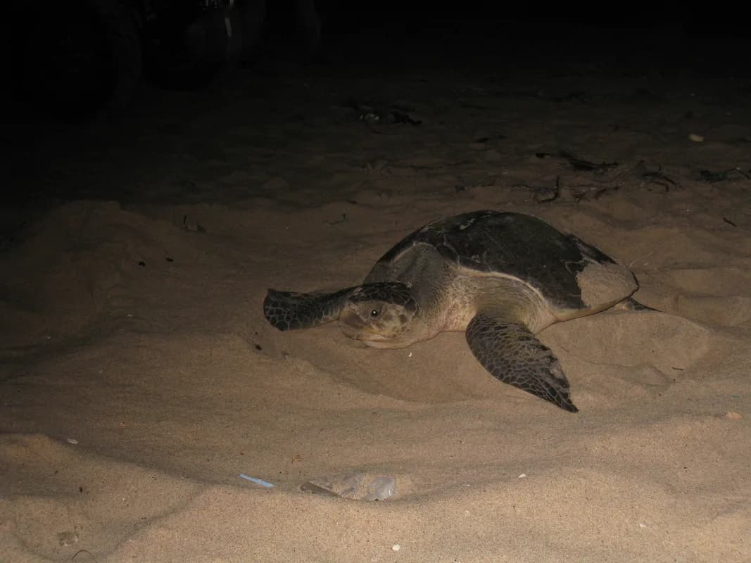 Ureka sea-turtle nesting reserve — leatherback and green turtles, nesting season Nov–Mar