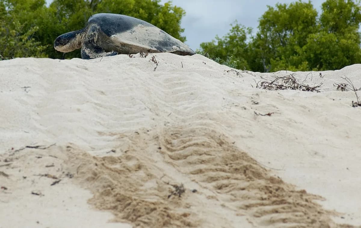 Ureka turtle nesting — quiet-observation protocols, seasonal Nov–Mar viewing