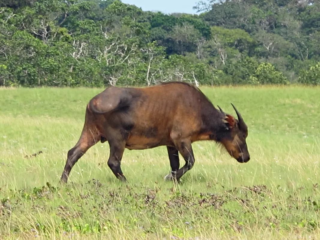 Loango National Park — Africa's only coast where elephants use open beaches, beach-foraging forest elephants