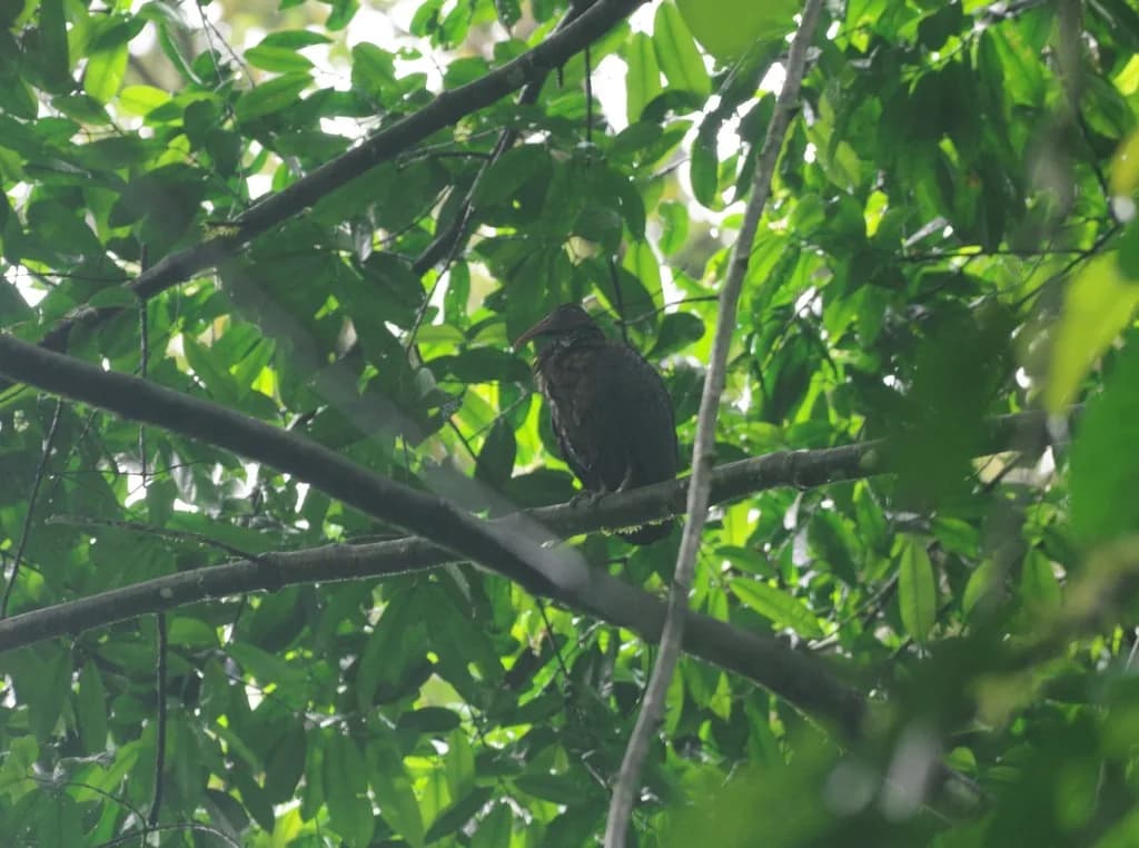 Parc naturel d'Obô — ibis nain olive, gros-bec de São Tomé, souimanga géant, gobemouche paradisier de São Tomé, petite-nyctale de São Tomé