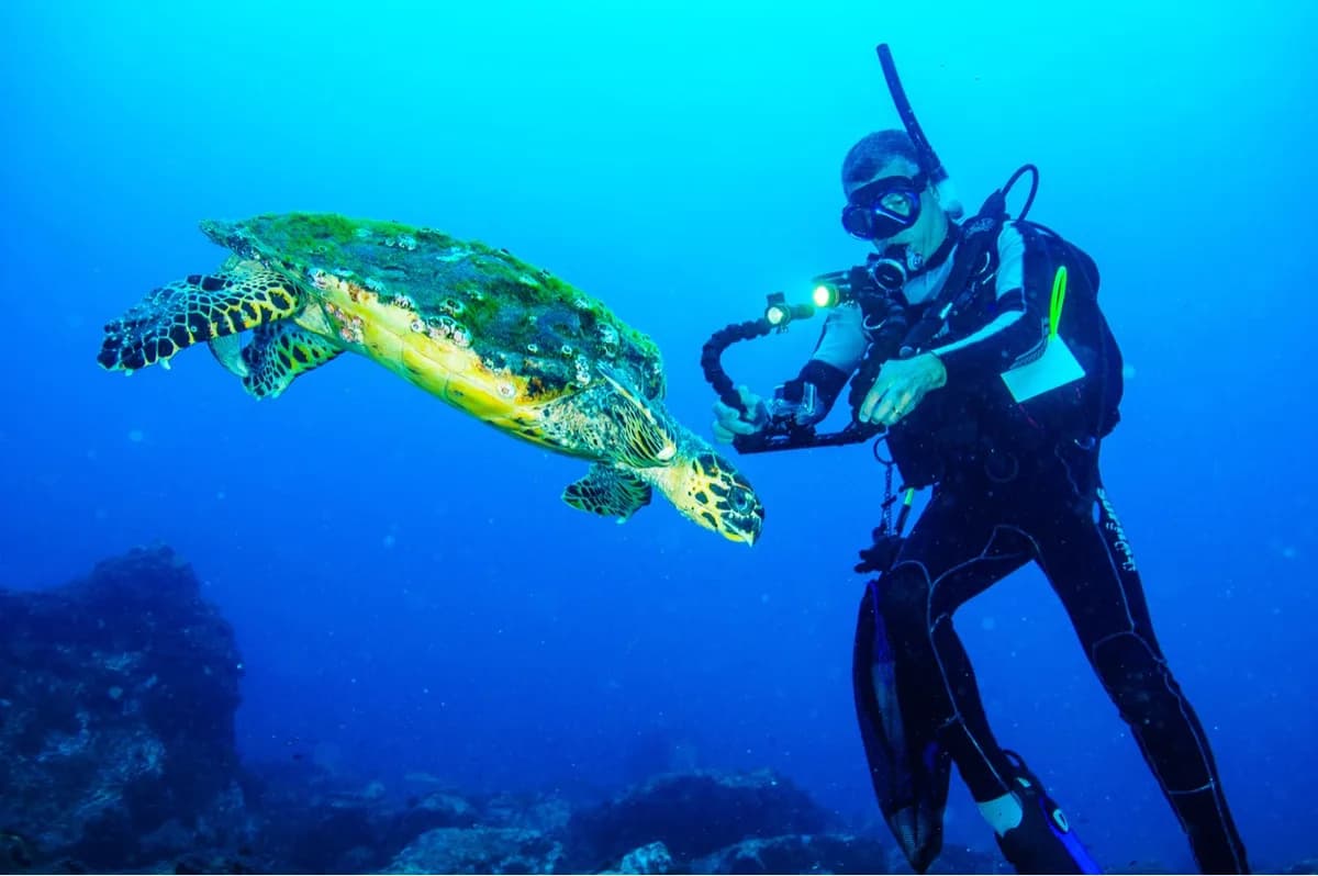 Conservation des tortues marines de Praia Jalé — nidification de tortues luths (oct.–mars), suivi communautaire de la conservation