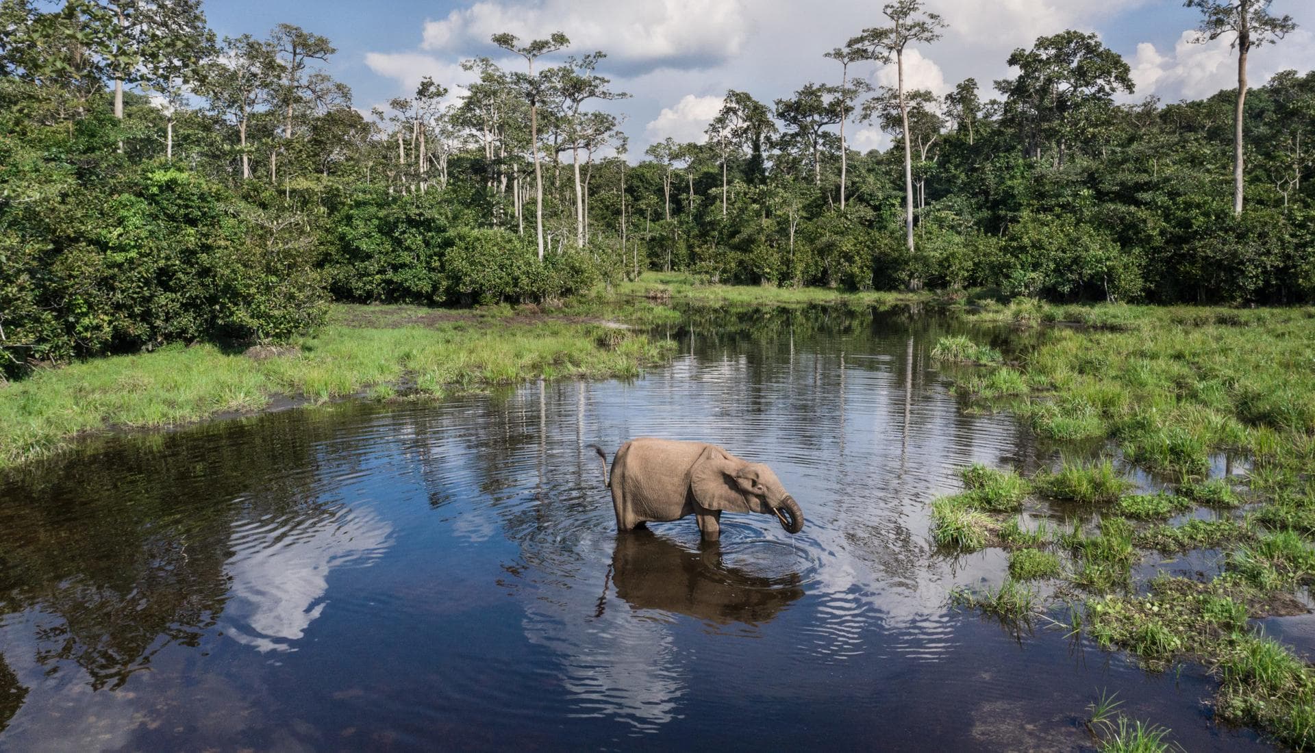 Odzala-Kokoua National Park - Northern Congo, Republic of Congo