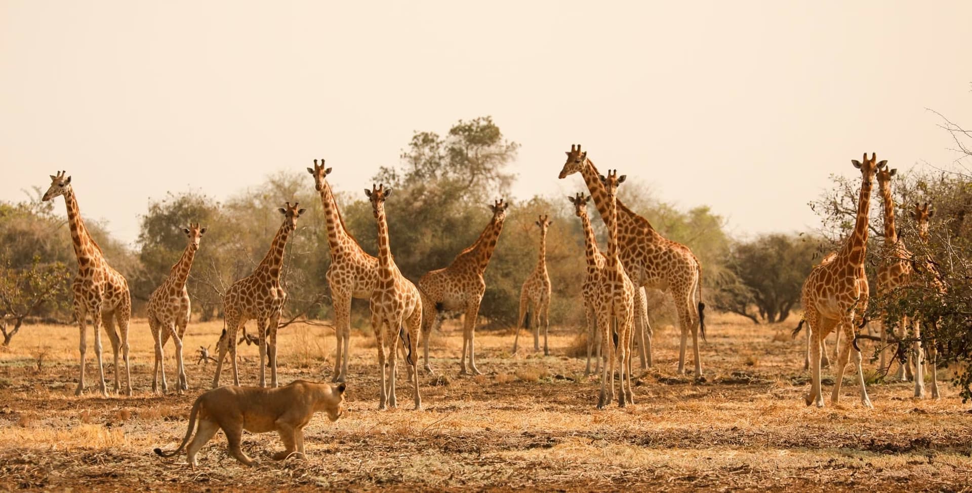 Zakouma NP Express 8 Days/ 7 Nights