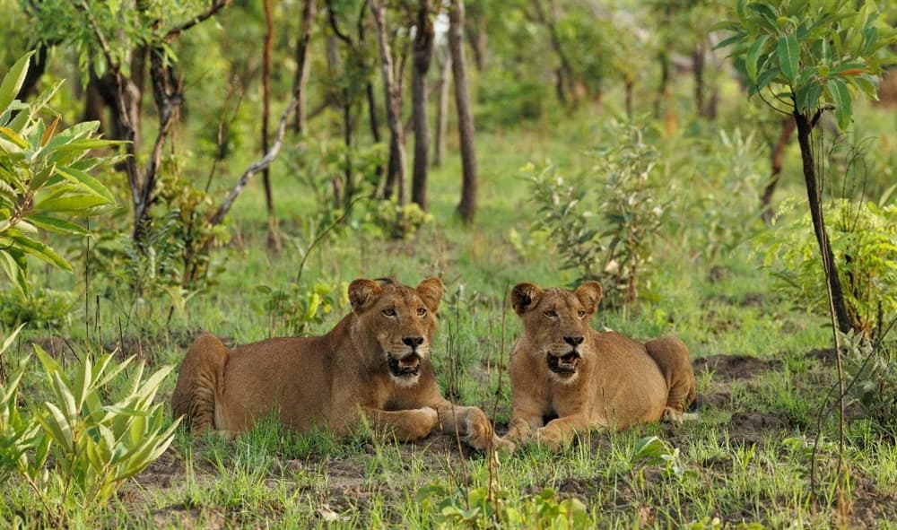 Wildlife And Safari Discovery