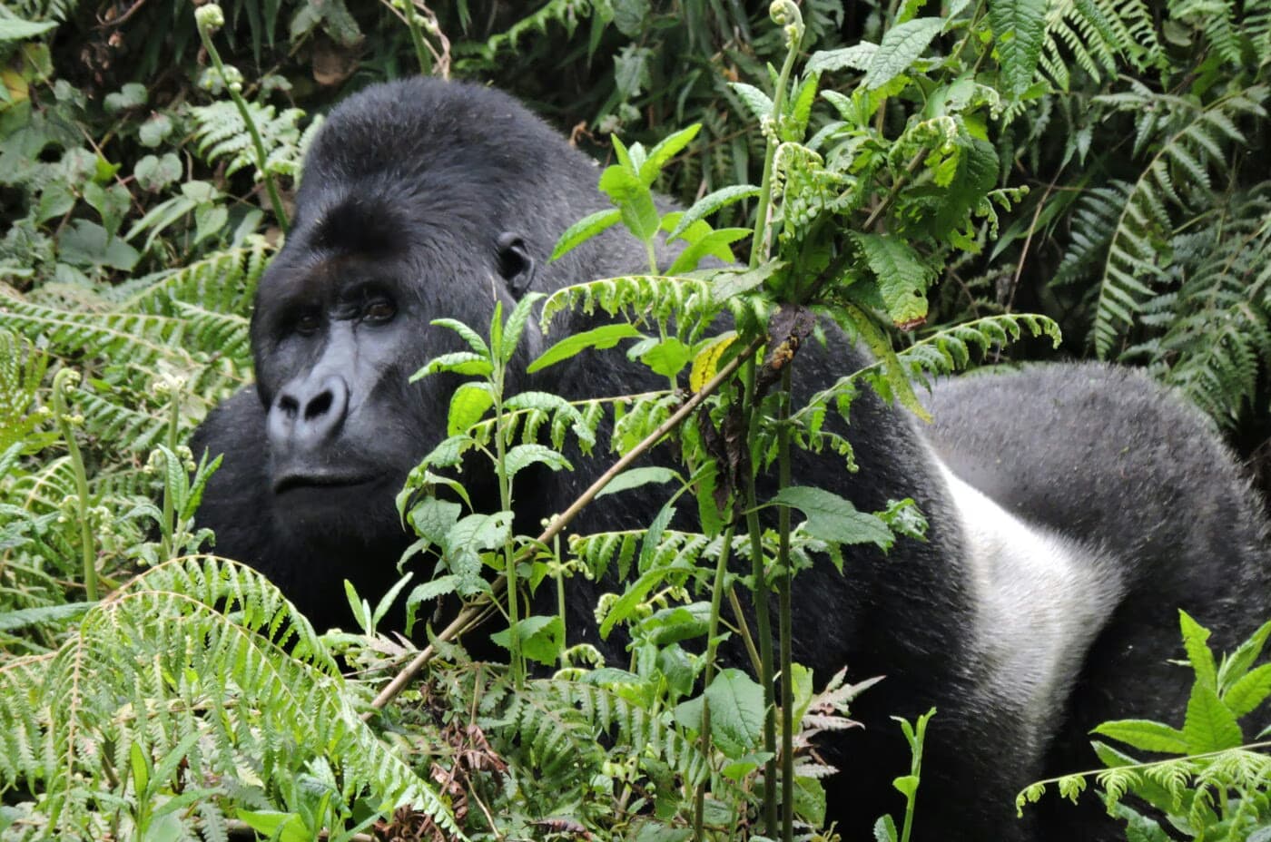 Kahuzi-Biega Lowland Gorillas