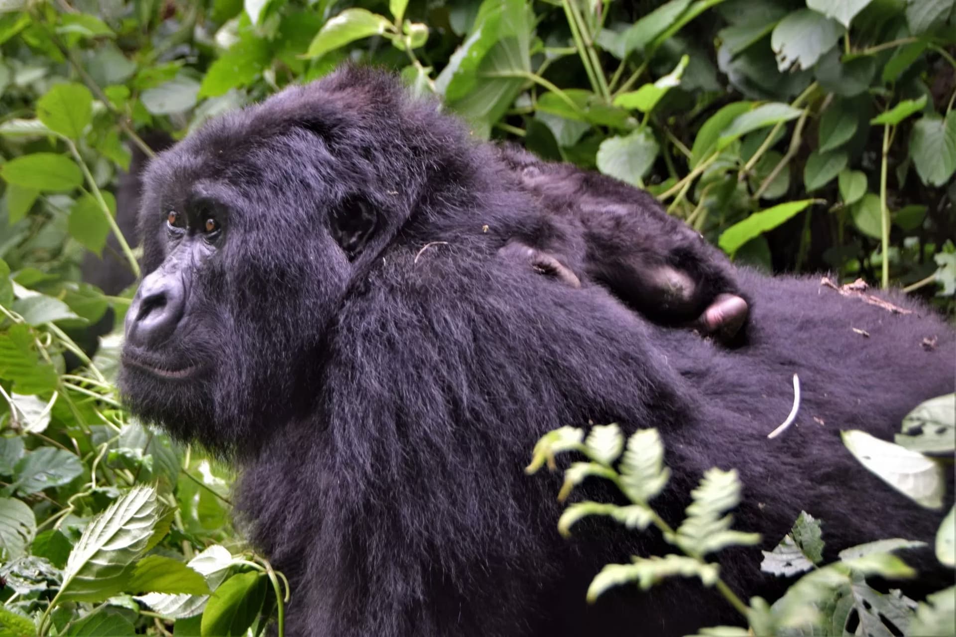 Virunga Mountain Gorillas & Nyiragongo